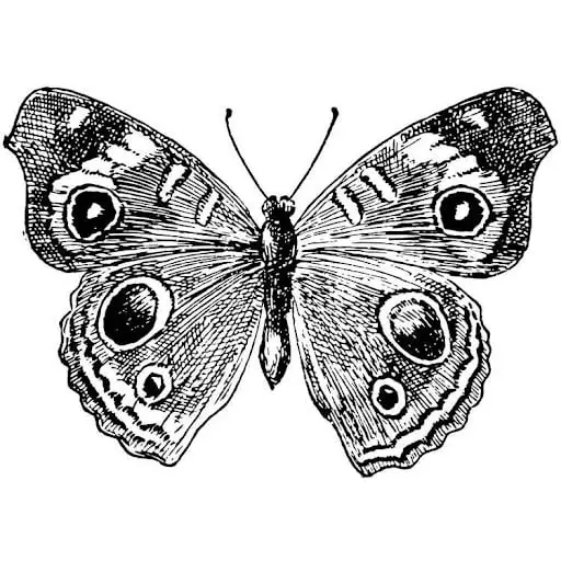 What Does A Butterfly Tattoo Mean?