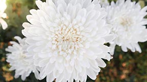 White Colors In Your Design
